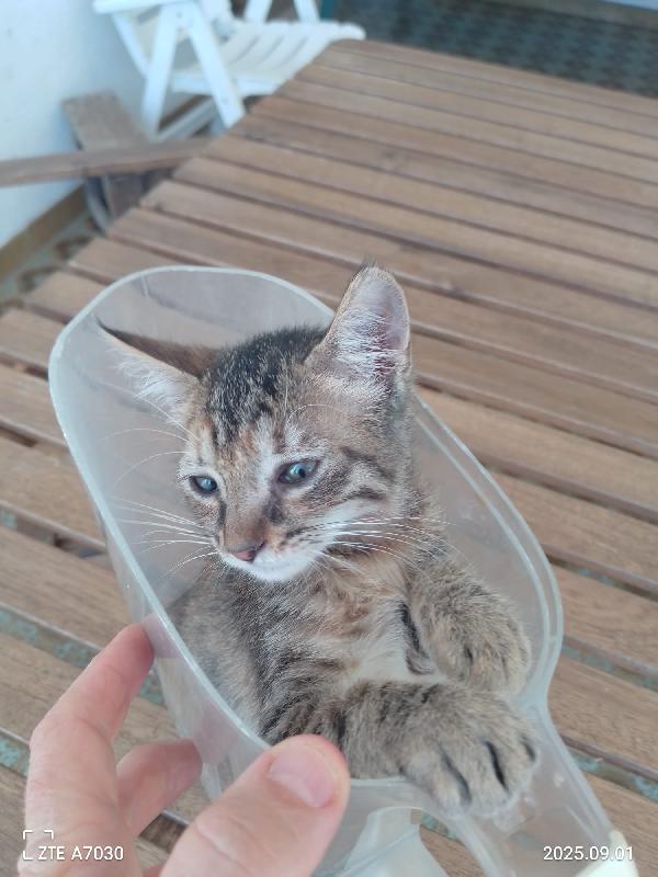 🐾 “Melissa, il tuo sorriso in formato micina” Foto 6